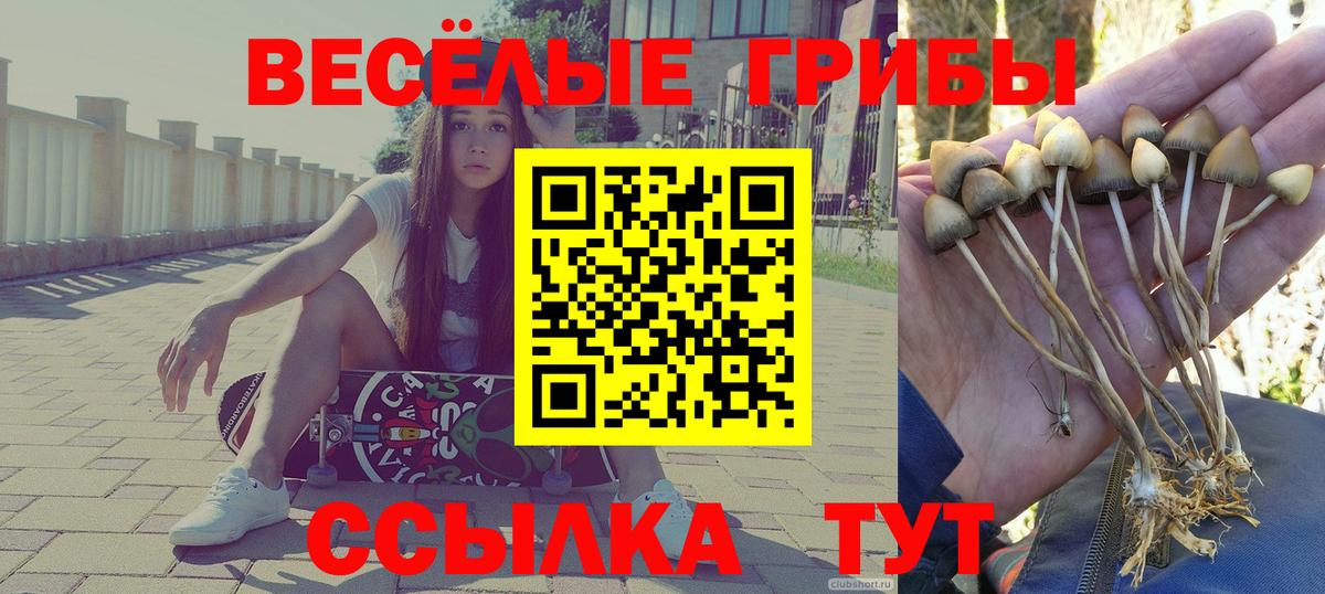 Галлюциногенные грибы Psilocybe Луховицы